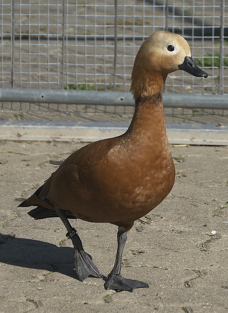 未来的乒乓